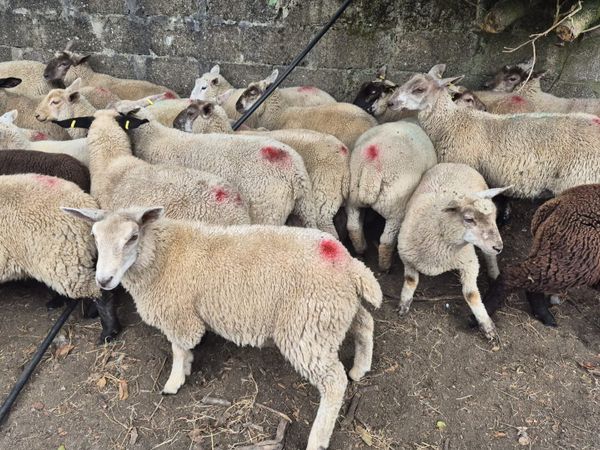 Store Lambs - Main image