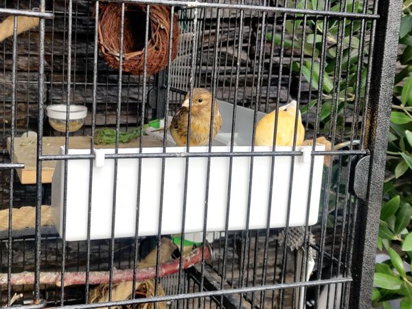 Canaries - Main image
