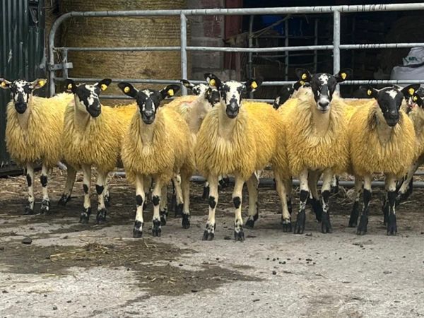 Cooley sheep breeders annual show and sale - Main image