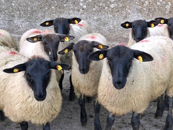 no-image