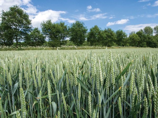Young Farmer Seeking Land to Lease - Main image