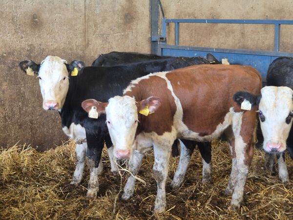5 Quality Hereford heifer weanlings for sale - Main image