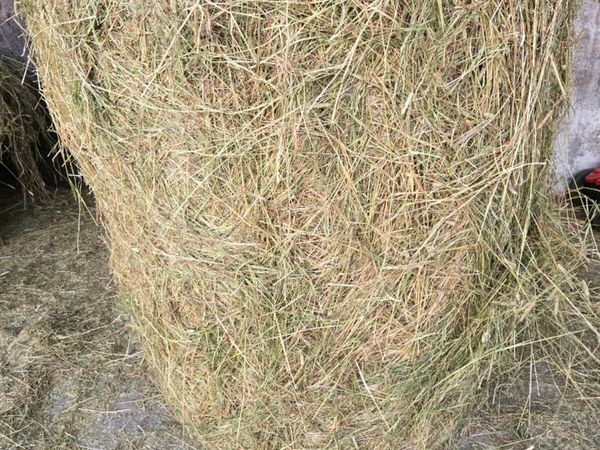 Green hay - Main image