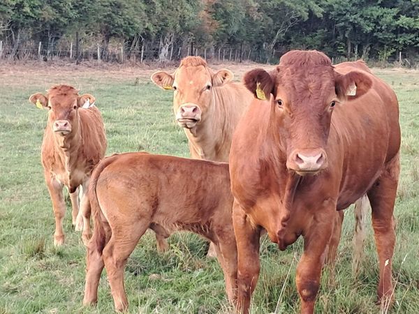 Dispersal Sale of 100 Continental In-Calf Heifers - Main image