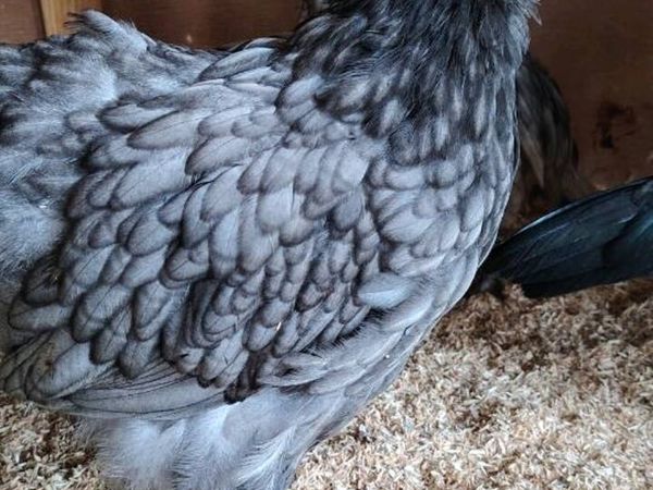 Orpington hens, roosters - Main image