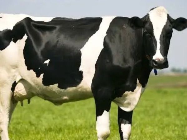 Wanted Relief Milker - Main image