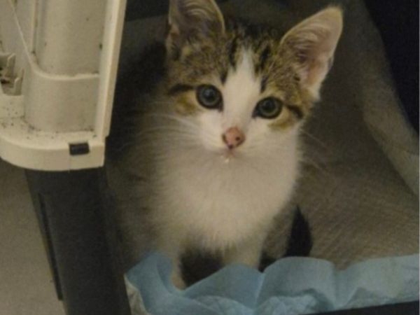 Kitten - Main image