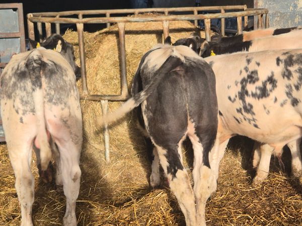 6 Quality Belgian blue bull weanlings for sale - Main image