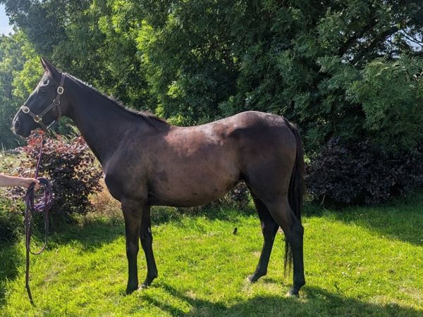 3yr old filly by Dee Ex Bee - Main image