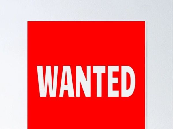 WANTED Friesian Filly Foal - Main image