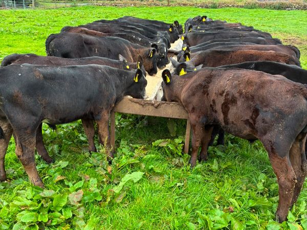 Angus bulls - Main image