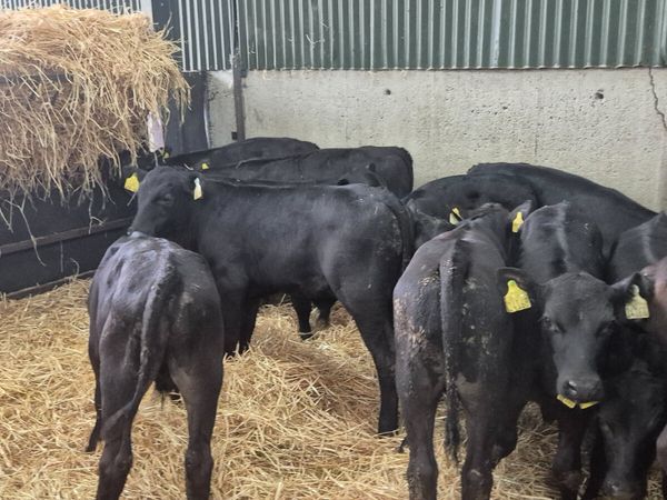 12 Smashing starter calves for sale - Main image