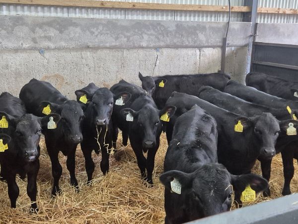 12 Aberdeen Angus starter heifers for sale - Main image