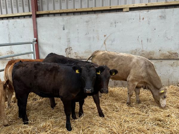 no-image