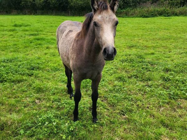 no-image