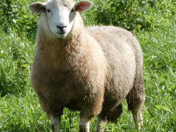 Tefrom Rams - Main image