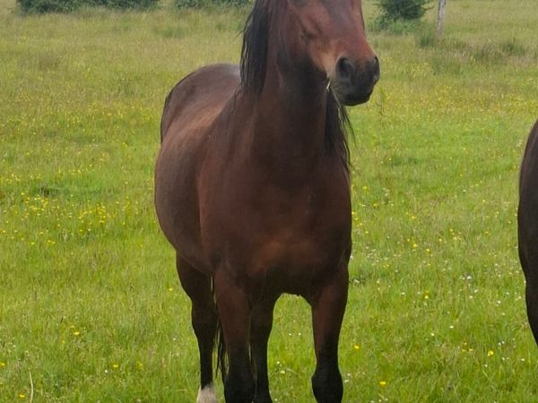 4 yo Gelding for sale - Main image