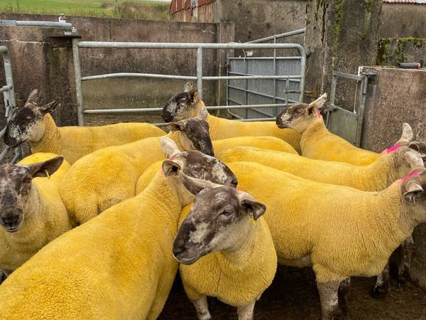 Sheep - Main image