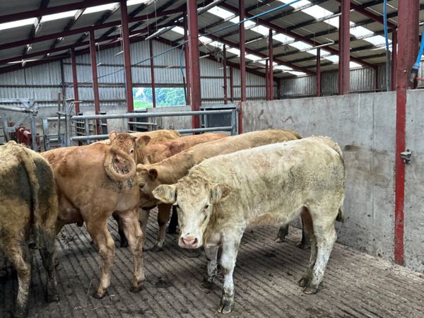 Charolais and lim store heifers - Main image