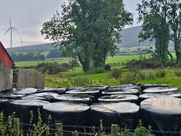 Round bale silage. ORGANIC x 3 years - Main image