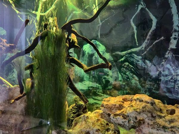 Fish tank - Main image