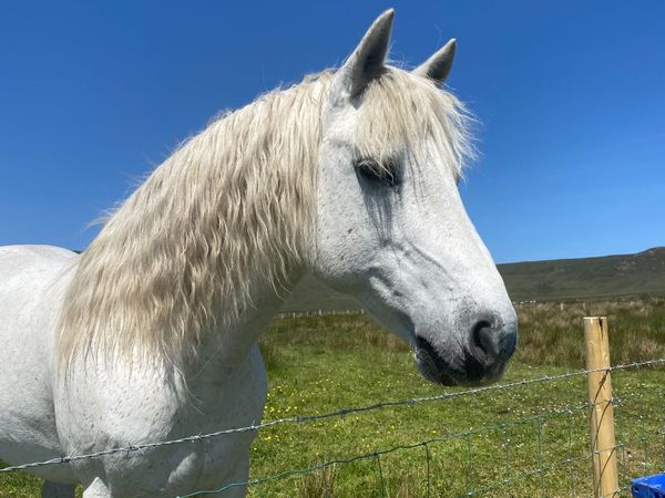 Grazing Wanted Mayo - Main image