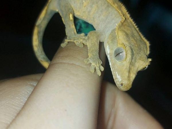 Baby Crested Geckos - Main image