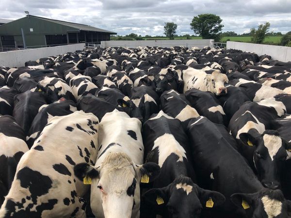 Relief milker required - Main image