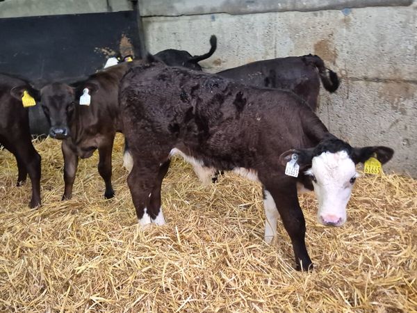 10 Quality Suck calves for sale - Main image