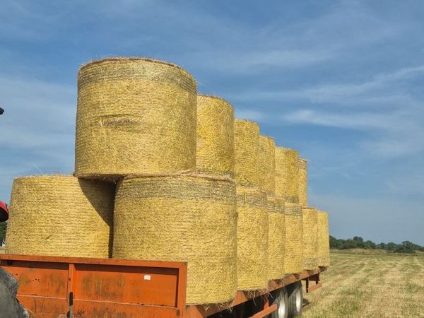 Horse Hay - Main image