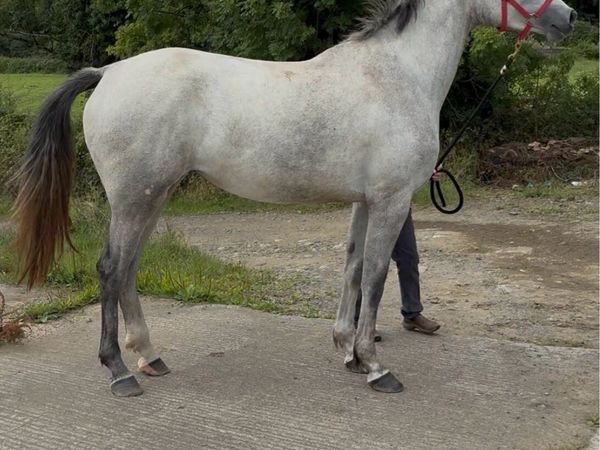 Grand Cru Filly - Main image