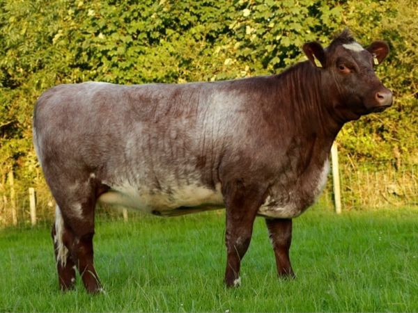 Shannonside Shorthorn Sale - Main image