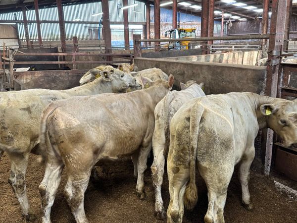 Charolais bulls and bullocks - Main image