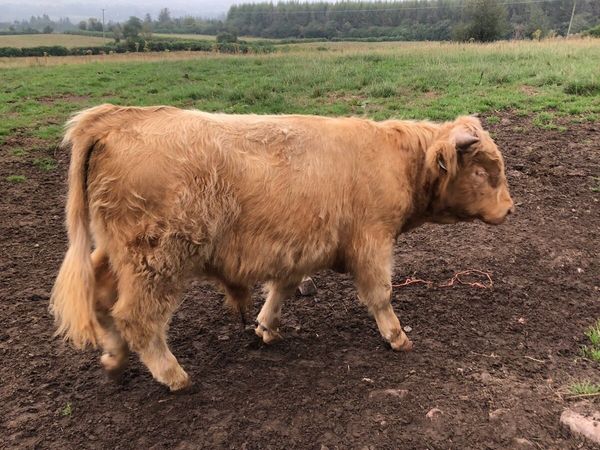 Scottish Highland bull 🐂 - Main image