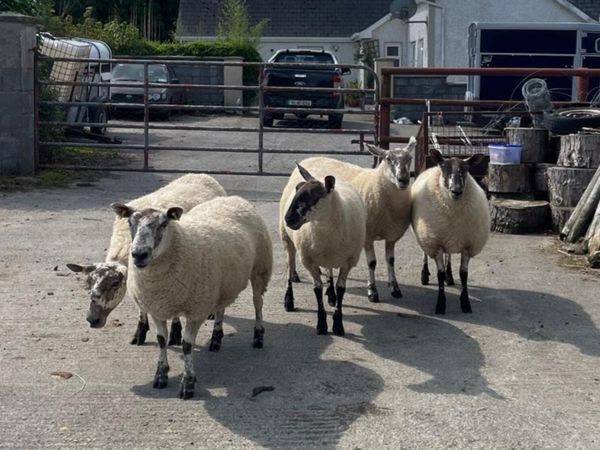 Hoggets - Main image