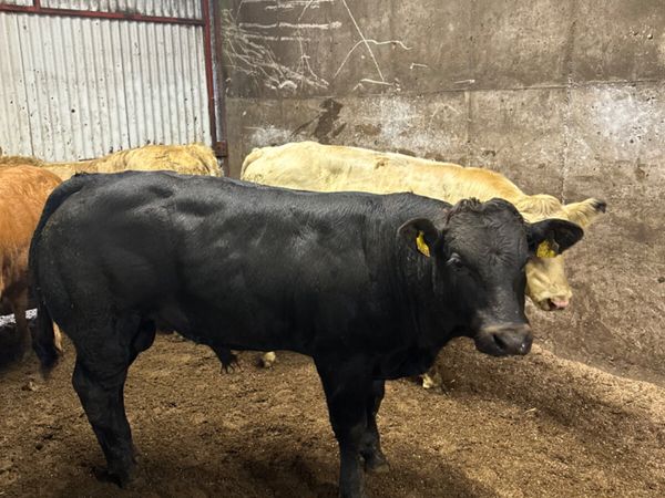 Charolais and lim bulls - Main image