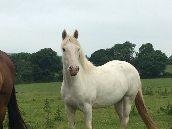 Pony Mare and foal - Main image