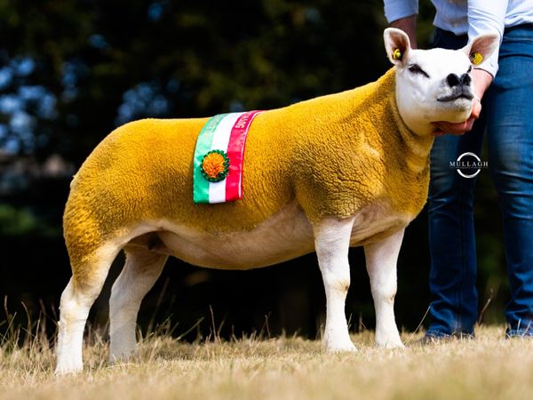 Texel Premier Sale Carnaross - Main image