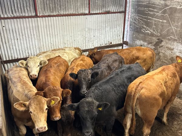 Charolais and lim store bullocks - Main image