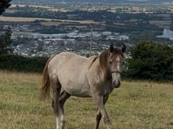RID Yearling Filly - Main image