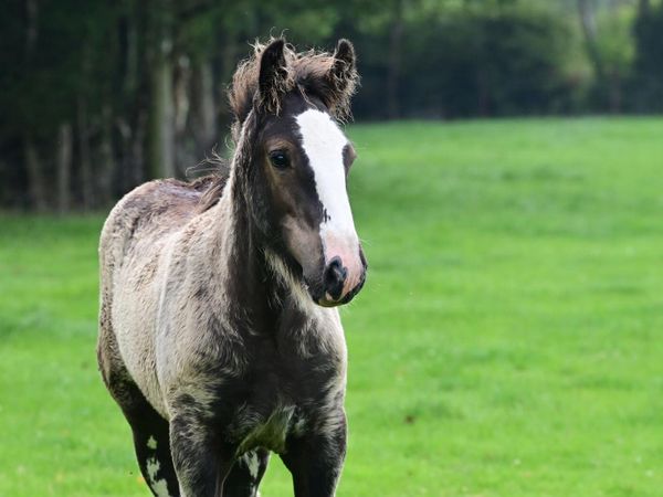 Foal - Main image