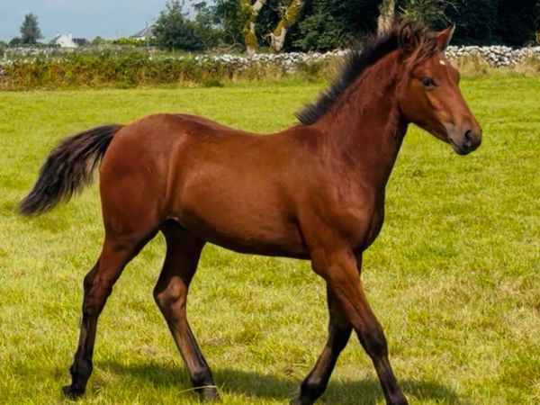 Connemara Colt foal - Main image