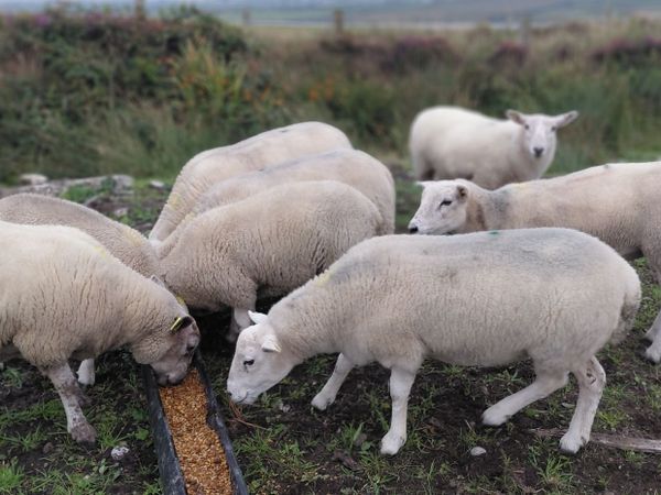 Texel X Hoggets & Lambs - Main image