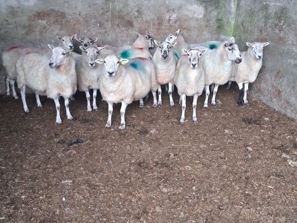 Sheep - Main image