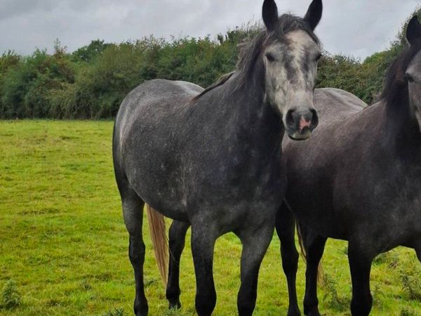 Quality 3 Yo Connemara Gelding - Main image