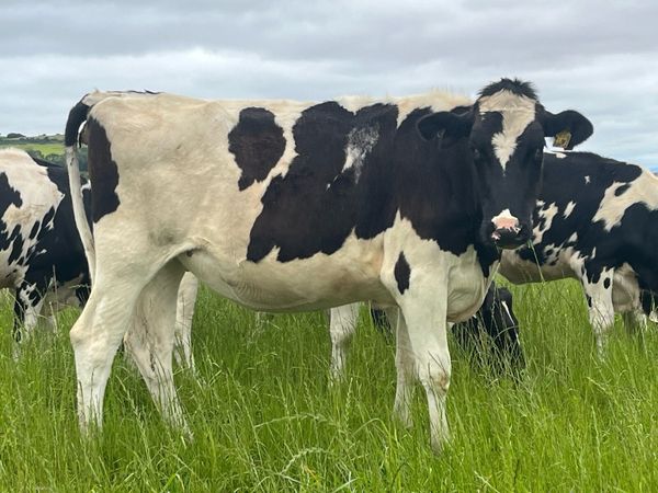 *Wanted* Autumn Bulling Heifers - Main image