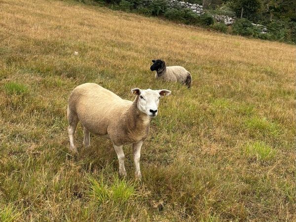 Real Quality  Hoggets - Main image