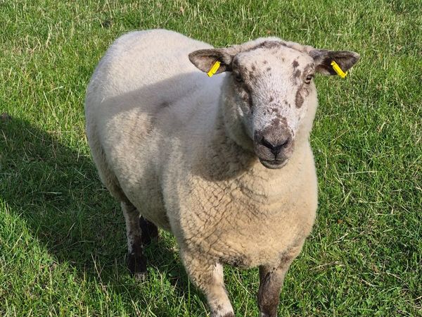 no-image