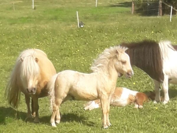 Miniature Colt Foal. - Main image