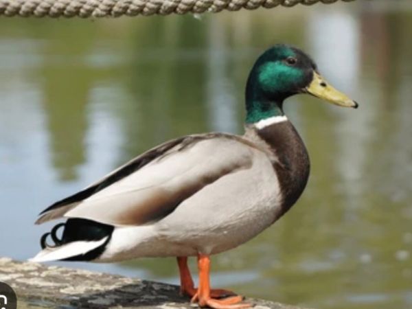 Wanted Drake, Gander or Goose - Main image